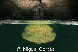 ROOT.Inside of a cenote, roots stop growing when reach th... by Miguel Cortés 